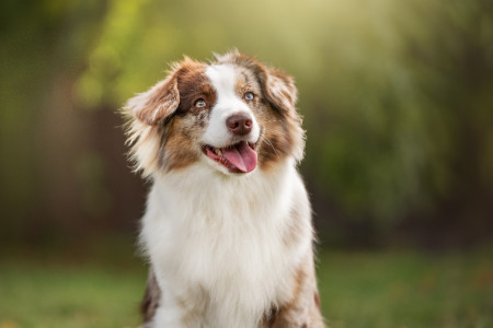 Kate Mini Cofi Capito - Kate- Kiki